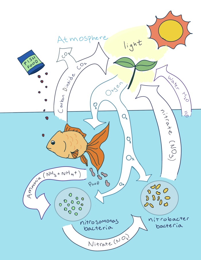 Project Feed 1010 Biology Diagrams